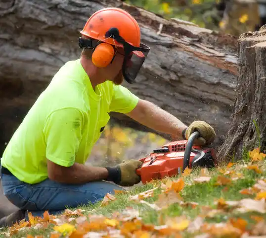 tree services Meridian